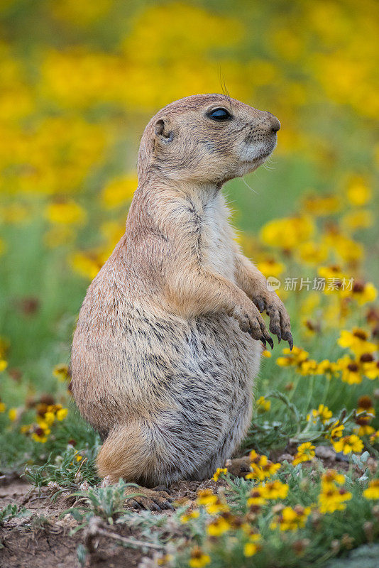 草原犬鼠，威奇托山脉NWR, OK